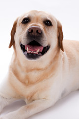 Cute happy young labrador retriever. Yellow smiling puppy labrador lying on white background, close up portrait. Adorable domestic animal.