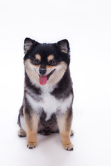 Studio portrait of adorable pomeranian spitz. Lovely black and white purebred spitz isolated on white background. Friendly domestic dog.