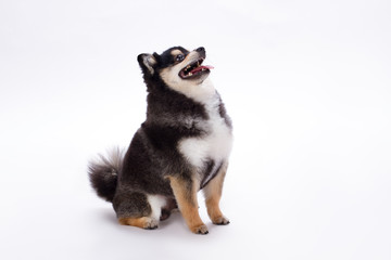 Adorable purebred spitz, studio shot. Cute fluffy black and white pomeranian spitz posing on white background. Friendly domestic dog.