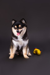 Cute pomeranian spitz, studio shot. Lovely black and white fluffy spitz on dark background with yellow toy, studio shot.