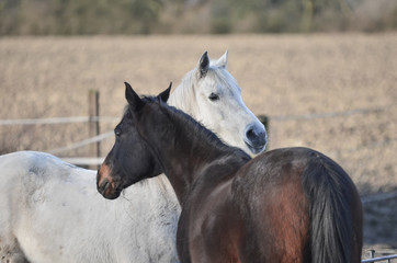 Portrait of nice two arabian horses
