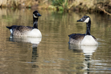 Natur, Tiere, Vögel, Gänse, Reiher, Rehe