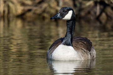 Natur, Tiere, Vögel, Gänse, Reiher, Rehe