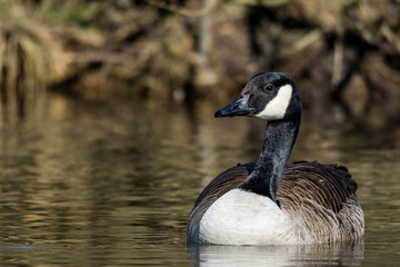 Natur, Tiere, Vögel, Gänse, Reiher, Rehe