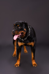 Young beautiful rottweiler on dark background. Cute several month old rottweiler dog standing on dark background, sudio shot. Real guard dog.