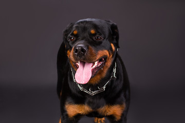 Young rottweiler with stick out tongue. Beautiful one month old rottweiler dog standing on dark background, studio photo. Adorable rottweiler puppy.