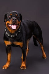 Young dog of breed a rottweiler. Beautiful purebred rottweiler dog standing in studio. Strong and dangerous security.