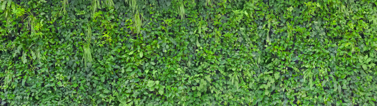 Sch&ouml;ne Pflanzenwand im Panoramaformat
