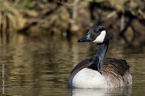 canada goose natur canada goose natur