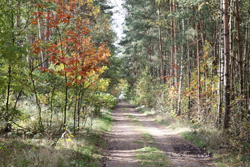 Herbst in der Dübener Heide