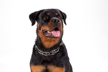 Obraz premium Close up studio portrait of young rottweiler. Adorable rottweiler dog with chain on neck isolated on white background.