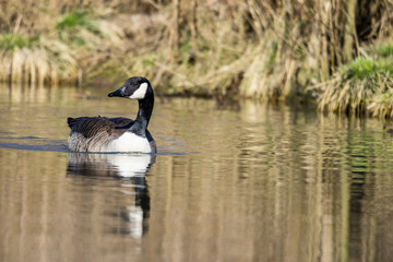 Natur, Tiere, Vögel, Gänse, Reiher, Rehe