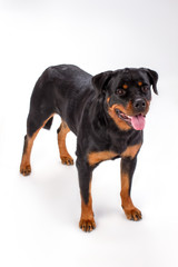 Young pedigree dog, white background. Adorable young rottweiler dog isolated on white background, studio shot. Muscular domestic security.