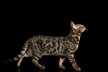 Bengal Kitten Walking on isolated on Black Background with reflection, side view