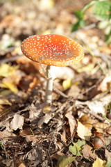 Fliegenpilz in der Dübener Heide