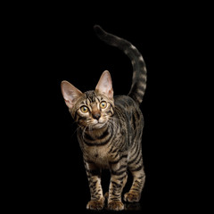 Playful Bengal Kitten Curious Looking for on isolated on Black Background with reflection, front view