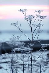Early winter, cold misty morning - sunrise. The ground is covered with snow, the grass stalks are covered with charm, trees are visible in the distance, a blurred background. Vintage effect. sunrise c