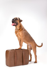 Cute italian mastiff on travel suitcase. Portrait of beautiful brown cane corso italiano dog with luggage isolated on white background, studio shot.