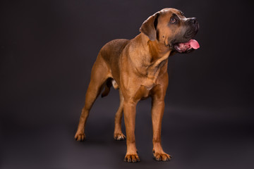 Attractive young cane corso dog. Puppy Cane Corso standing on dark background, studio shot. Forceful and dangerous dog.