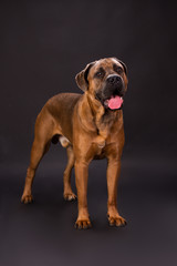 Italian mastiff cane corso dog. Young beautiful and powerful brown italiano dog cane corso on dark background, studio shot. Cute domestic friend.