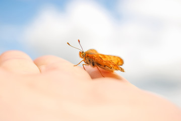 Orange butterfly resting on a hand close up