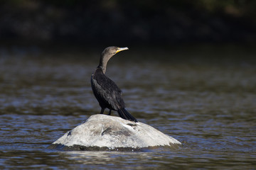 cormorant in autumn