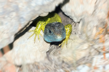 Lacerta schreiberi. Iberian emerald lizard betweeb rocks. Small focus area, only over the head. This reptile is endemic of Iberian Peninsula ( Spain and Portugal ). Head is blue because he is a male.