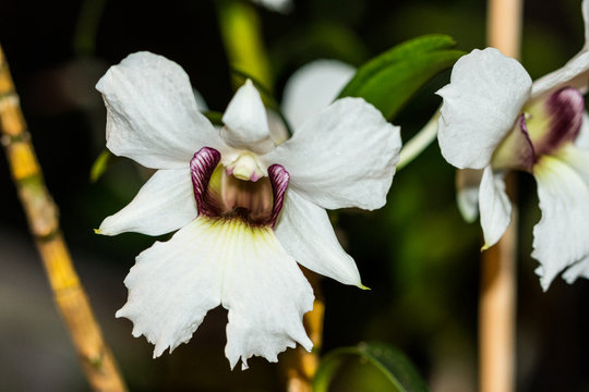 Dendrobium, Phalaenopsis, Orchideen