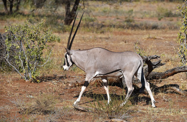 Obraz na płótnie Canvas afrikanische Oryx