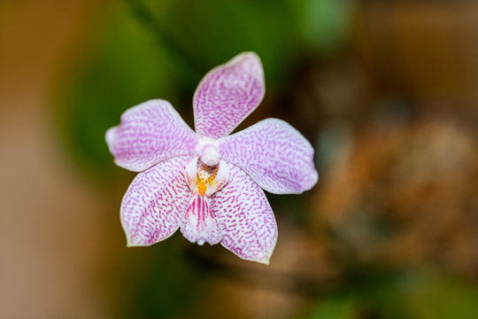 Dendrobium, Phalaenopsis, Orchideen