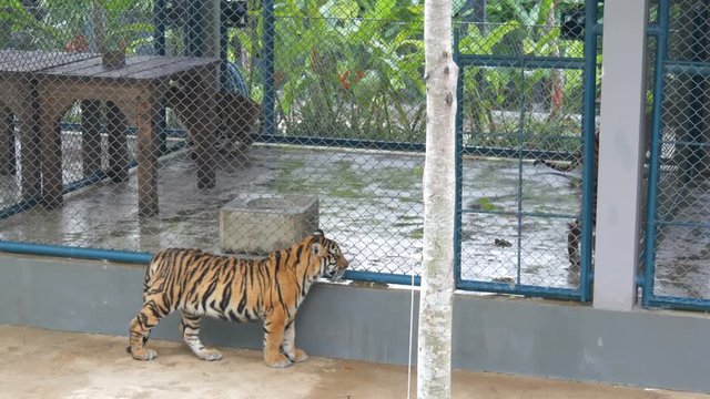 Beautiful cubs in a cage, past them passes another tiger and looks around