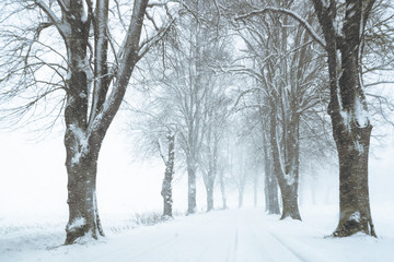 avenue lined by bare trees in the snow storm, rural country winter landscape with copy space