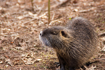 Ein Nutria an Land