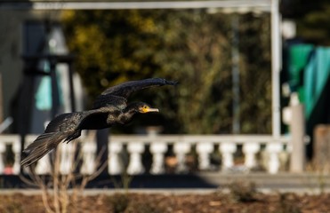 Kormoran im Flug über den Tegeler Hafen in Berlin 