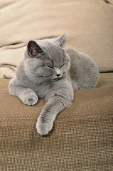 Dösende britisch Kurzhaar Katze auf dem Sofa