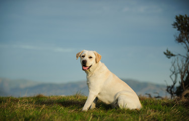 Yellow Labrador Retriever dog outdoor portrait sitting in field with mountains in the background