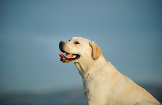 Yellow Labrador Retriever dog outdoor portrait against blue sky
