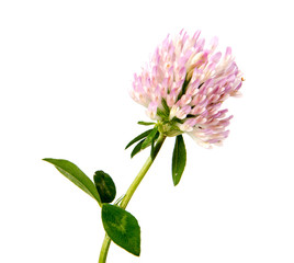 Clover. Beautiful daisy flowers isolated on  background cutout .