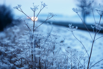 Early winter, cold misty morning. The ground is covered with snow, the grass stalks are covered with charm, trees are visible in the distance, a blurred background. Vintage effect. 