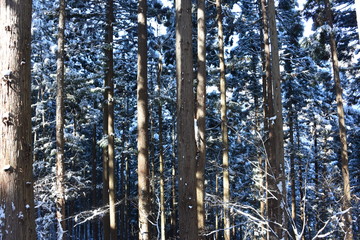 Hake Japan Forest snow winter 