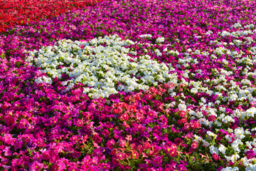 Flower carpet