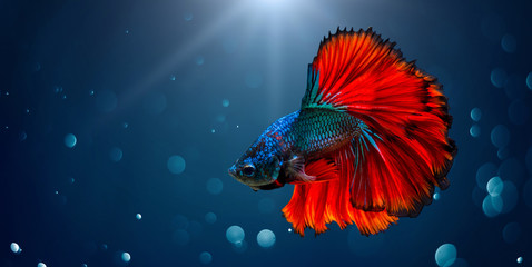 Fighting fish Red blue Light background with bokeh - obrazy, fototapety, plakaty