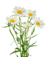Chamomiles isolated on white background. without shadow