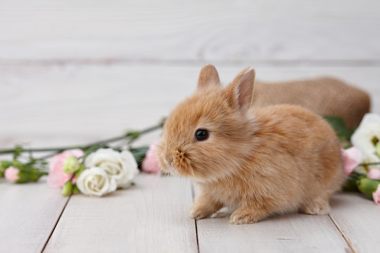 Cute ginger bunny rabbit with spring flowers on white planks, Easter concept.