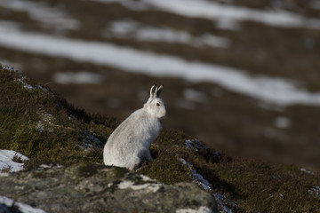 mountain hare, Lepus timidus, winter coat, moult against heather sitting and running on a mountain in the cairngorms national park, scotland.