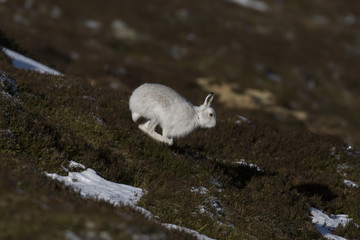 mountain hare, Lepus timidus, winter coat, moult against heather sitting and running on a mountain...