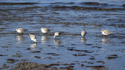 Fototapeta premium Group of small birds near from the sea. Ruddy Turnstone with the sea in background