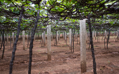 A vineyard in Cumbam, Tamil Nadu