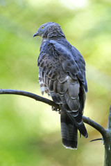 Wespenbussard beim Ansitz