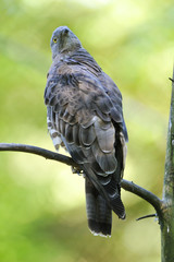 Wespenbussard beim Ansitz